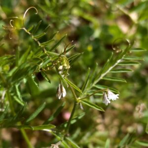 Vicia hirsuta