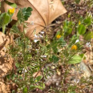 Vicia hirsuta