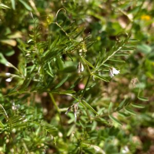 Vicia hirsuta