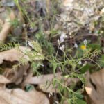 Vicia hirsuta