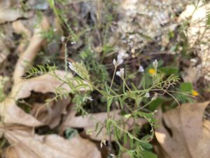 Vicia hirsuta