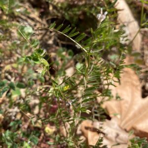 Vicia hirsuta