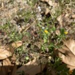 Vicia hirsuta