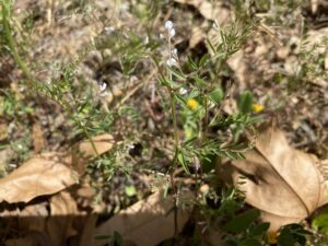 Vicia hirsuta