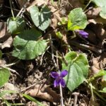 Viola alba plant