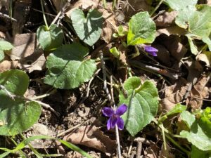 Viola alba plant