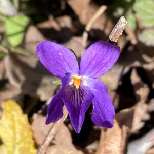 Viola alba