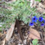 Alkanna tinctoria Athalassa March Flowers