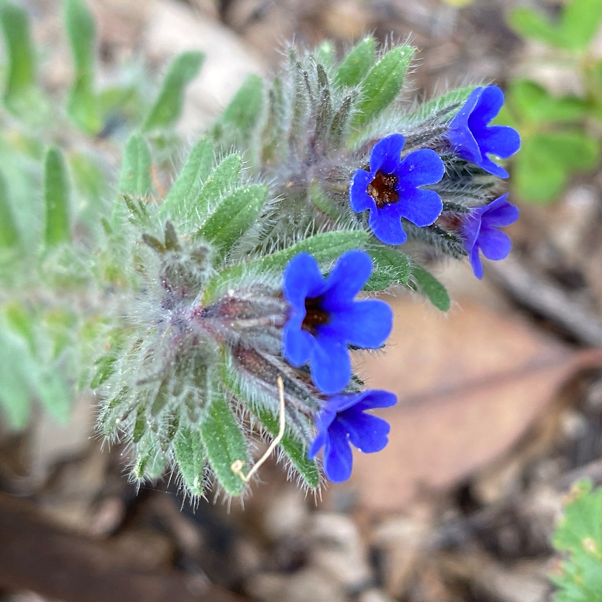 Alkanna tinctoria Athalassa March Flowers (2)