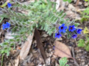 Alkanna tinctoria Athalassa March Flowers