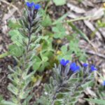 Alkanna tinctoria Athalassa March Inflorescence