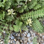 Astragalus hamosus