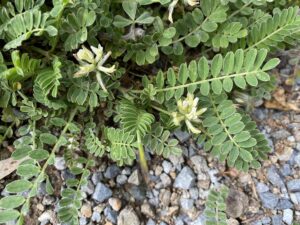 Astragalus hamosus