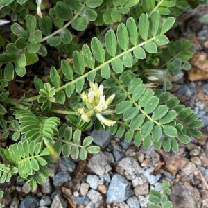 Astragalus hamosus