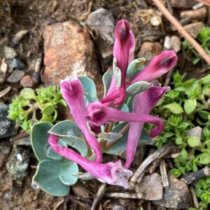 Corydalis rutifolia