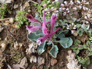 Corydalis rutifolia