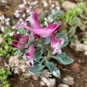 Corydalis rutifolia