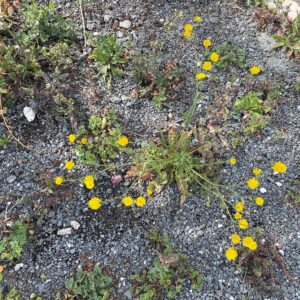 Crepis aspera The plant