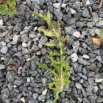Crepis aspera Upper leaf