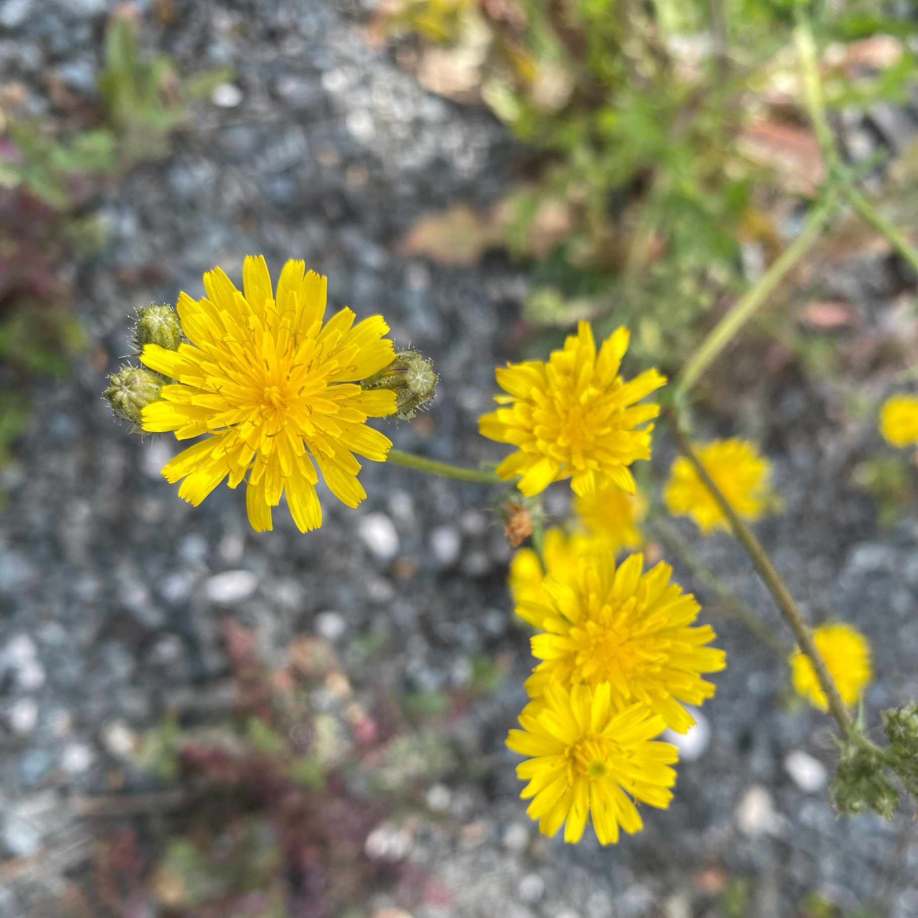 Crepis aspera