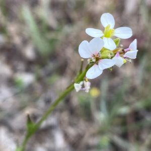 Didesmus aegyptius Athalassa March Flowers