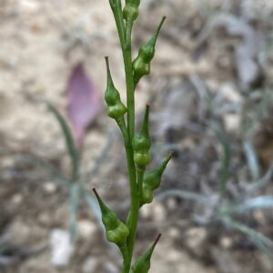 Didesmus aegyptius Athalassa March Fruits