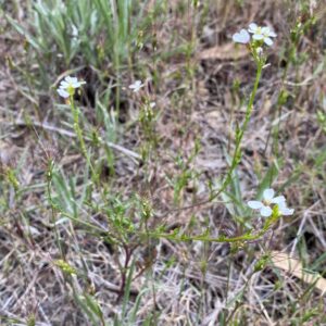 Didesmus aegyptius Athalassa March The plant