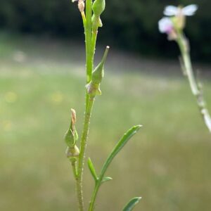 Didesmus aegyptius Athalassa March Young fruits