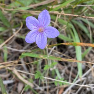 Erodium ciconium