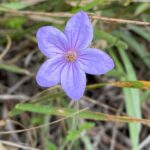 Erodium ciconium