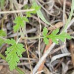 Erodium ciconium Athalassa Leaves