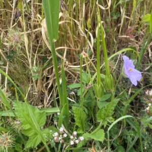 Erodium ciconium