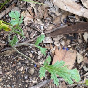 Erodium ciconium The plant