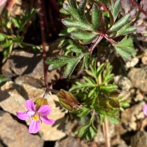 Geranium purpureum flower