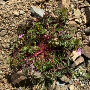 Geranium purpureum The plant