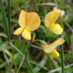 lathyrus annuus