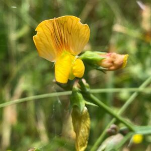 Lathyrus annuus