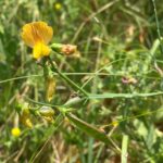 Lathyrus annuus Racemes 3-flowered