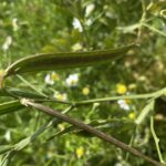 Lathyrus annuus Seed pod