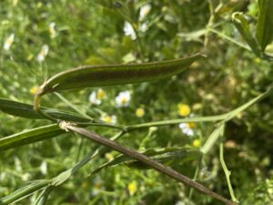 Lathyrus annuus Seed pod