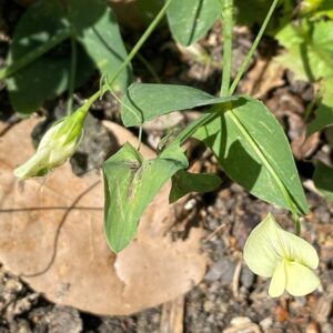 Lathyrus aphaca