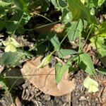 Lathyrus aphaca Leaves