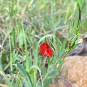 Lathyrus cicera Kato Platres March Calyx teeth deltoid