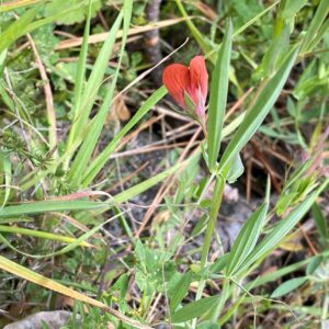 Lathyrus cicera Calyx teeth lanceolate