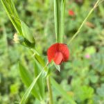 Lathyrus cicera Kato Platres March Corolla more than 1cm long