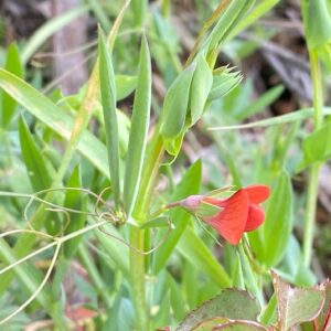 Lathyrus cicera Kato Platres March Standard less than 1.5cm long