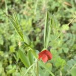 Lathyrus cicera Kato Platres March Stipules rather broad, 1-flowered