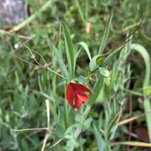 Lathyrus cicera