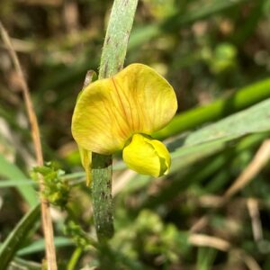 Lathyrus gorgonei