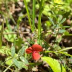 Lathyrus setifolius